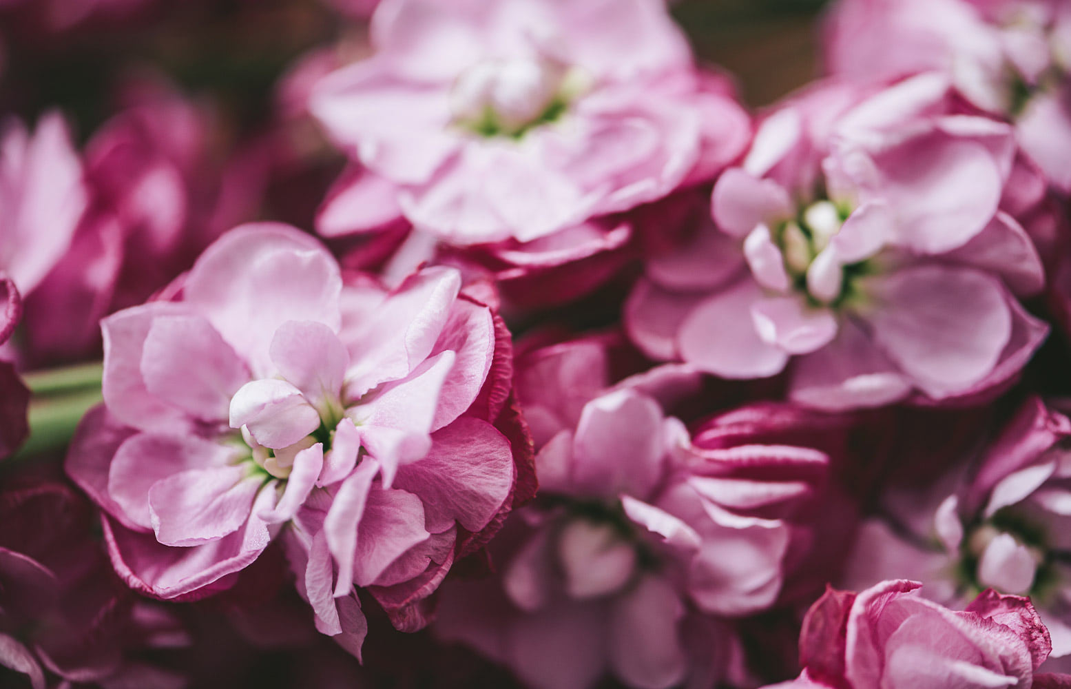 Clusters of delicate, light and dark pink flowers blossom closely together, showcasing their petals in soft focus. The background consists of more blurred pink flowers, highlighting the floral density.