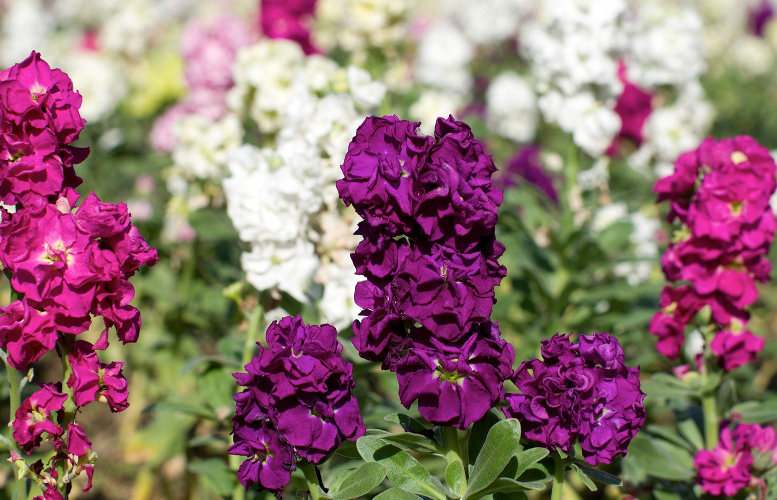 Vivid purple and pink flowers bloom in a sunny garden, surrounded by green foliage and a variety of other colorful blossoms in the background.