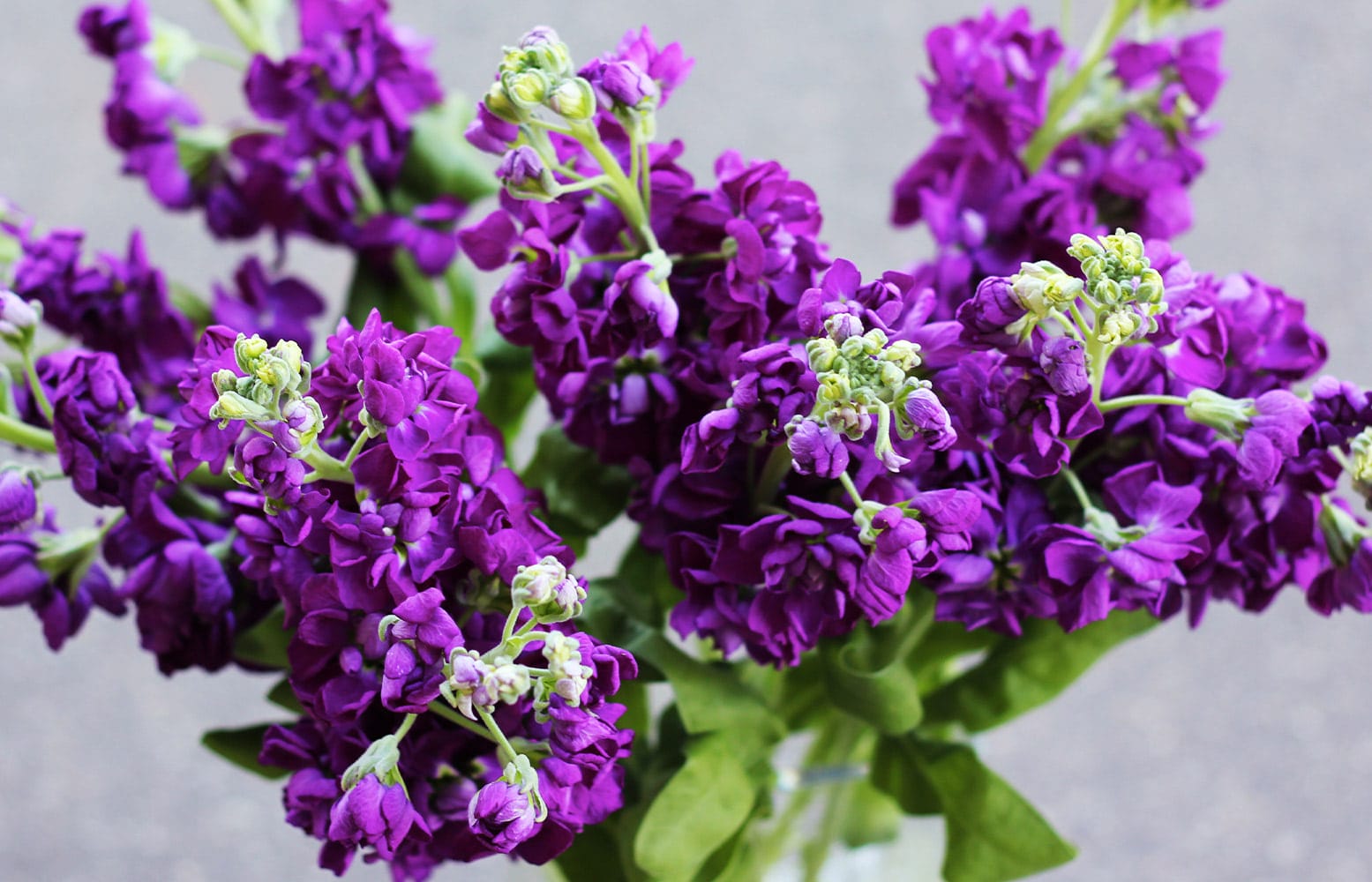 A bouquet of vibrant purple flowers with small green buds, set against a neutral background. The flowers are densely packed and fresh.