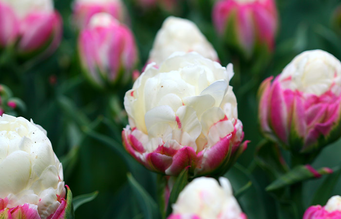 Pink and white tulip flowers bloom amid green leaves, creating a vibrant, lush garden scene.