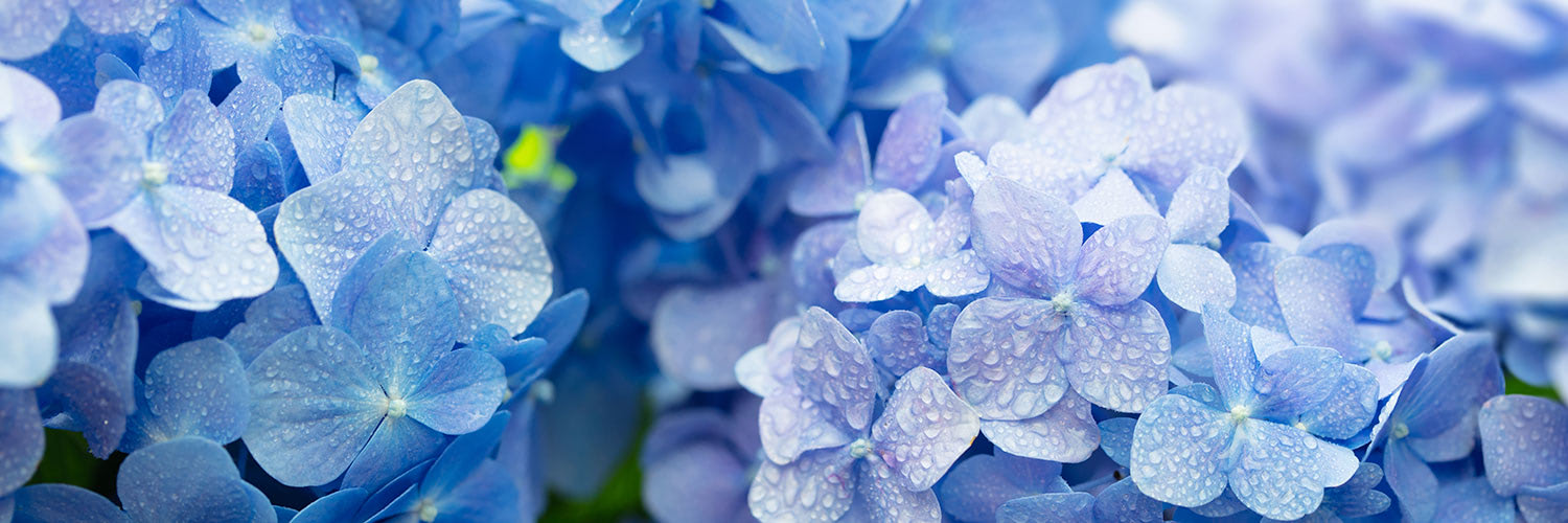 Clusters of vivid blue and purple hydrangea flowers covered in morning dew, set against a soft, blurred background of additional hydrangeas.