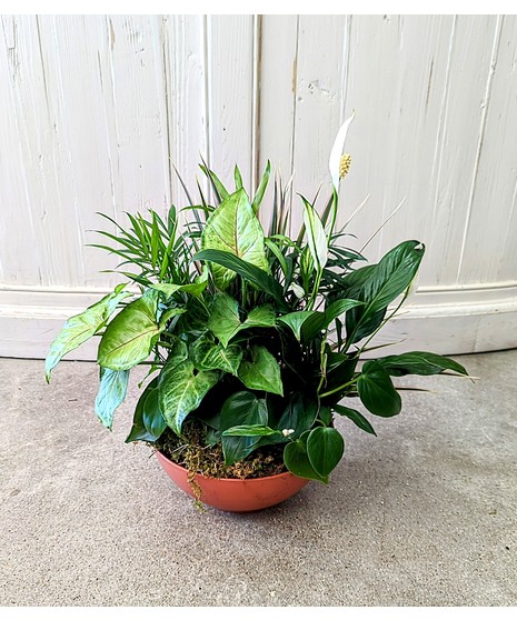 Serene Plant Basket