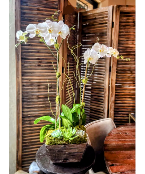 peace lily plant in wicker basket