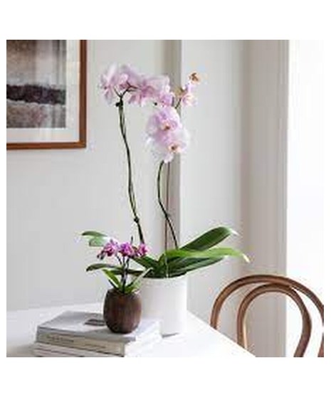 peace lily plant in wicker basket