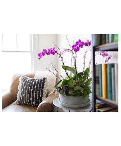 peace lily plant in wicker basket